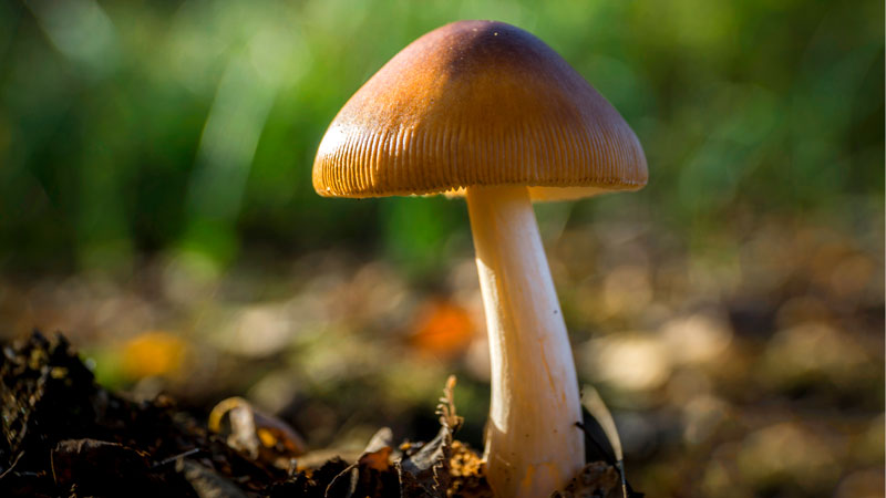 mushroom-genie-coupon-code