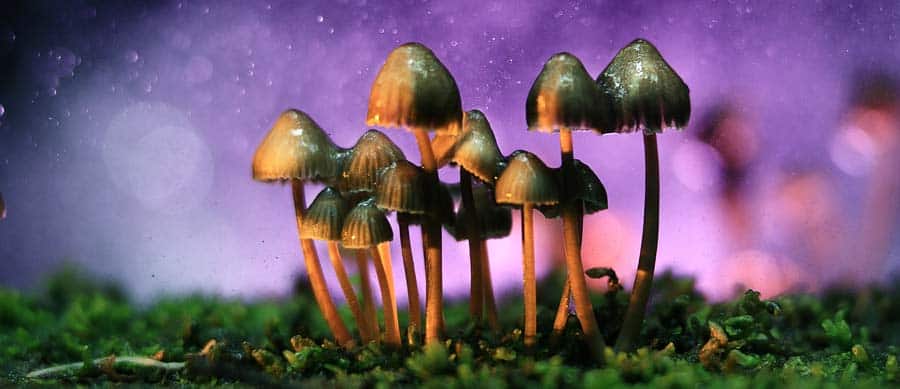 mushroom-genie-promo-code