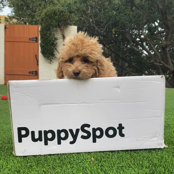 puppyspot-coupon-code
