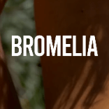 Bromelia Swimwear Logo