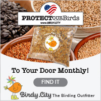 Birds bring Joy! - Get yourself a birdhouse at Birdy City